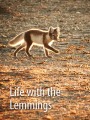 Wrangel Island - Russia - Chukchi Sea